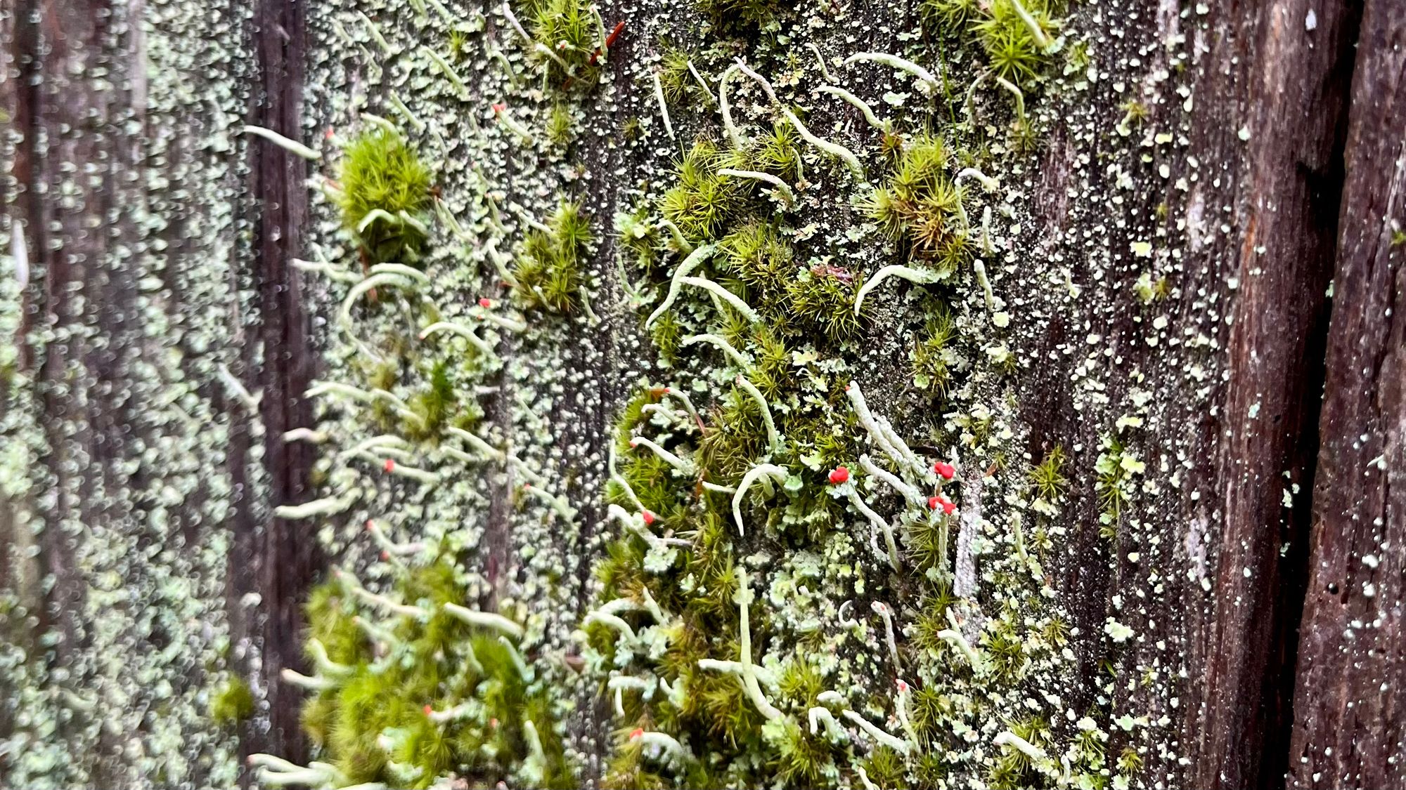Weird flowering moss on an very old wooden shed.