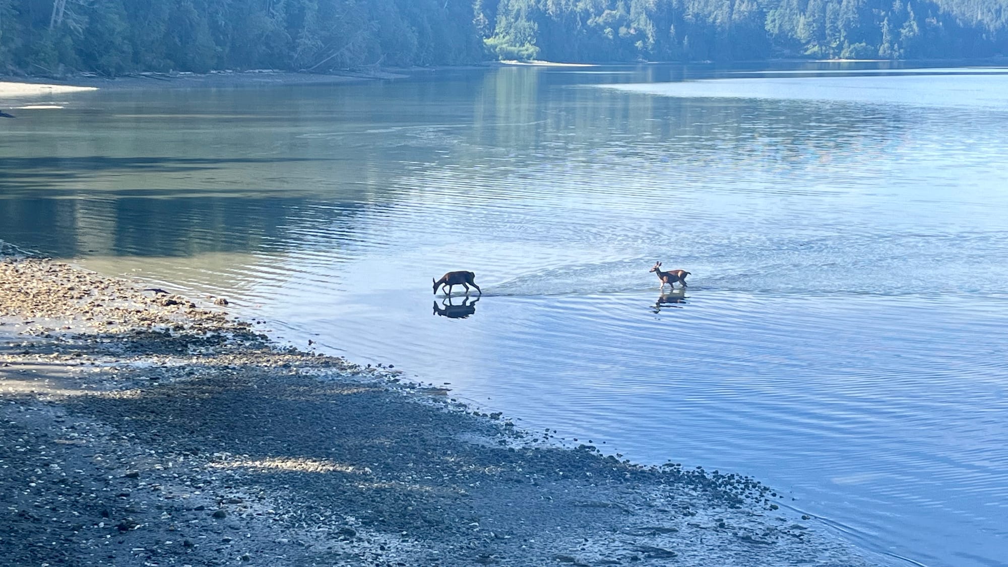 Two deer walking through an estuary.