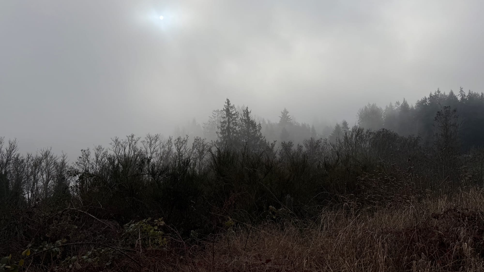 Mid-day sunlight through dense fog; treelines on either side of a kettle lake recede into the fog, while the prairie’s edge is underfoot.